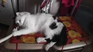 весёлая кошечка