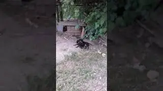 Щенки Ягдтерьера....