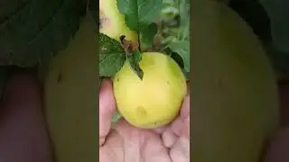 🍎СОРТ ЯБЛОНИ ЛУКОМОР 