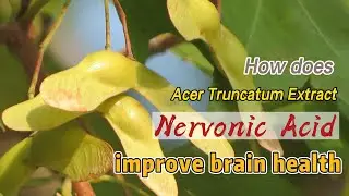 How does Acer Truncatum Extract Nervonic Acid improve brain health? | Nervonic Acid supplier