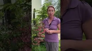 Лилия мартагон. 