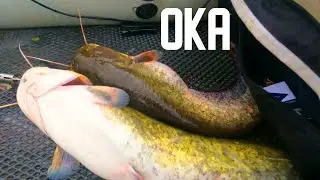 ОКА ЛОВЛЯ СОМА НА КВОК