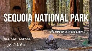 Секвойя Парк 🇺🇸 Калифорния. ЧТО МОЖНО УВИДЕТЬ ЗА 1-2 ДНЯ.