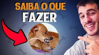 O Que Fazer Quando Seu Cachorro Rosna Pra Você