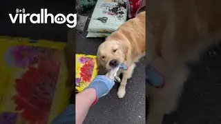 Golden Retriever Makes Gardening Difficult || ViralHog