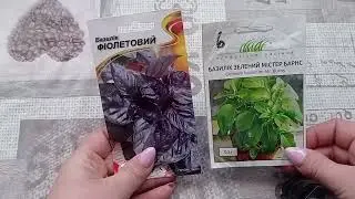 Підготовка до посівної продовжується. Насіння баклажанів і не тільки.