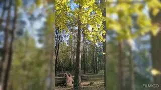 Путешествие в грибную страну