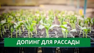 ДОПИНГ ДЛЯ РАССАДЫ. ДЕЛЮСЬ НЕЗАМЕНИМЫМ ПОМОЩНИКОМ!