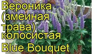 Вероника колосистая Блю боукет. Краткий обзор, описание характеристик veronica spicata Blue Bouquet