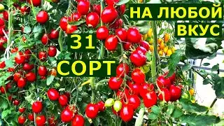 Все наши сорта томатов с описанием