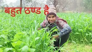 My First Vlog / खेत से लाया हरा चारा #MyFirstVlog