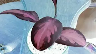Сходила в Ашан