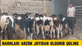 Yosh buqalar+99893.491.94.02 optim joyidan+99850.700.52.42 sõraganlarga kõring