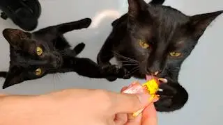Cats Eating Creamy Treats ASMR