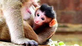 Congratulation Popeye! Deliver New Baby Monkey After Missing Polly Long Time!