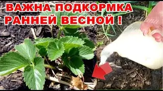 ДРОЖЖЕВАЯ ПОДКОРМКА- ВСЕГДА РАННЕЙ ВЕСНОЙ КОРМЛЮ СВОЮ КЛУБНИКУ.СИЛЬНЫЕ КУСТЫ.УРОЖАЙ НЕРЕАЛЬНЫЙ