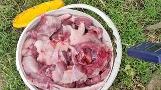 Что нужно сделать когда забили нутрию..?