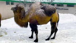 Camels in the Snow. Winter at the Moscow Zoo