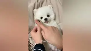 Funniest Animals 2023 😂 Funny Dogs and Cats Videos 😺🐶 Part 2 2023😍😍😍🤪🤪🤪🤣🤣🤣🤣🤣