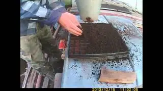 каквырастить капусту - подготовка земли