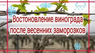 Восстановление виноградника после возвратных заморозков