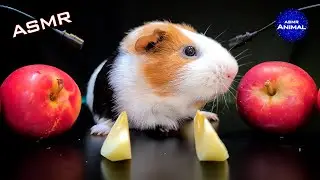 ASMR Mukbang Guinea Pig Eating Apple 🍎