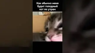Как меня обычно будит кот