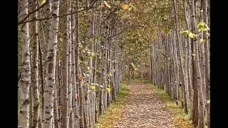 ФУТАЖ ЗОЛОТАЯ ОСЕНЬ БЕРЕЗЫ