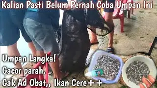 Umpan Langka Gacor!! Satu Empang ikan Naik Semua.