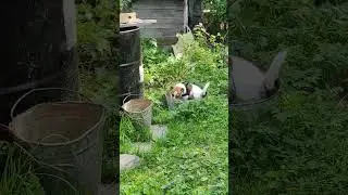 Приключения Кузи в деревне