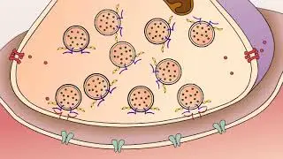 Synaptic Transmission