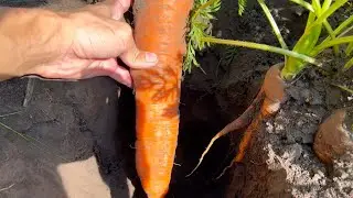 Carrots Will Store Well If... When to harvest Carrots, how to determine maturity!?
