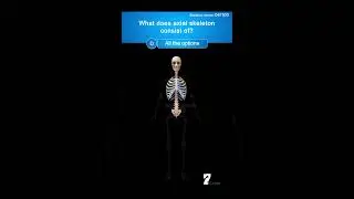 What does axial skeleton consist of #quiz  #humananatomy