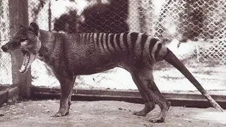 Film of a Now Extinct Australian Mammal