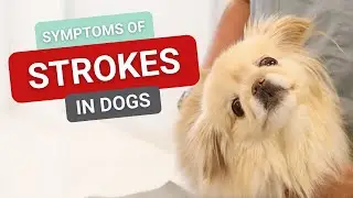 Symptoms of Strokes in Dogs