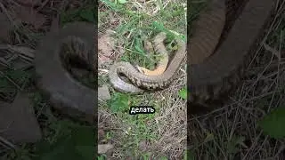 Мировой Мастер Маскировки среди Змей! 🎥🐍 #животные