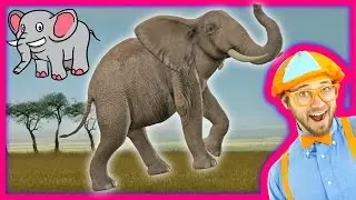 Learn about Animals for Toddlers – Funny Zoo Animal Sounds – Elephants with Blippi