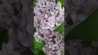 аромат сирени