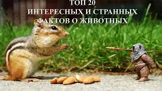 ТОП 20 ИНТЕРЕСНЫХ И СТРАННЫХ ФАКТОВ О ЖИВОТНЫХ  
