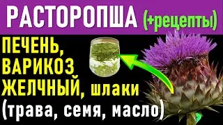 Расторопша для Печени, Желчного пузыря, Очистка. Как принимать семена, Масло, шрот? Польза и вред?