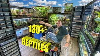 REPTILE ROOM TOUR NOVEMBER 2023!! +130 Reptiles