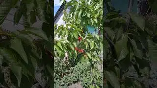 Cherry New Star - first fruits