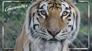 THE TIGER RISING (2022) | Official Trailer