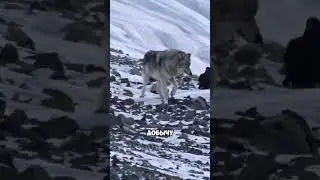 Дружба волков и ворон! 🐺🤝🏻🐦‍⬛🤯 