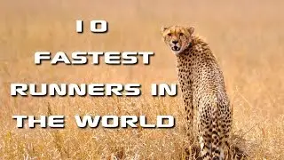 Top 10 Fastest Animals in the World: Fastest Runners in the Animal Kingdom - FreeSchool