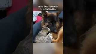 Needy kitten wakes German Shepherd for midnight cuddles #dogs #adorable