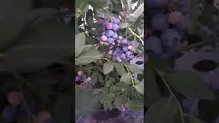 Аврора  29.07.2024