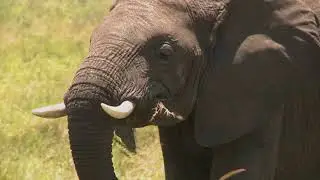 an elephant eats grass with his trunk on the african plains bvf D