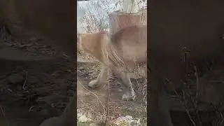 В зоопарке. Человек строит зоопарки, чтобы изучать и укрощать свою животную природу.Елена Барабанова
