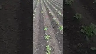 Лето в деревне. #shortsvideo#деревня#лето#farming